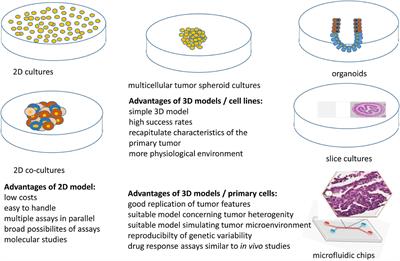 In vitro models as tools for screening treatment options of head and neck cancer